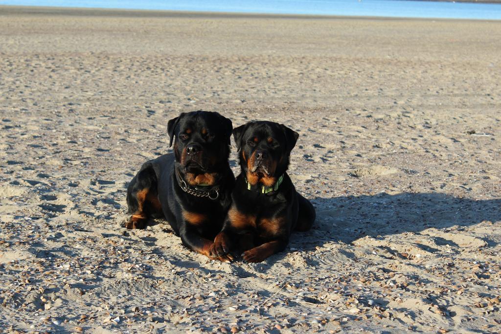 Hotel Restaurant 'T Klokje Renesse Kültér fotó